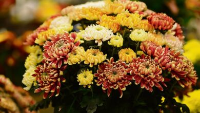 Pourquoi le chrysanthème est-il devenu la fleur de la Toussaint ? 3 Pourquoi le chrysanthème est-il devenu la fleur
de la Toussaint ?
