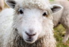 Printemps à la Ferme ; Bienvenue à la Ferme ; Loir et Cher