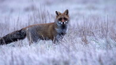 regardes nature renard