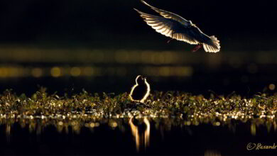 regards nature