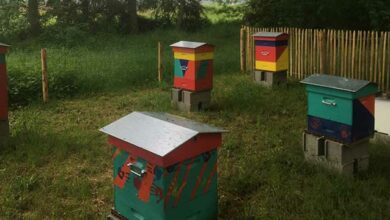 Ruchers collaboratifs 10 ruches saint firmin