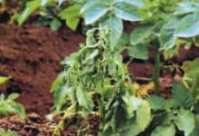 bacterie dans le loir 1