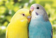 oiseaux 1