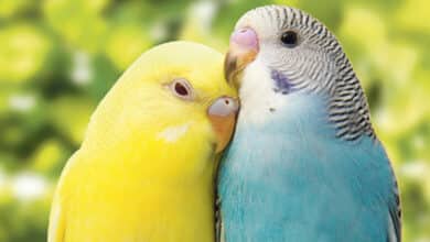 oiseaux 1