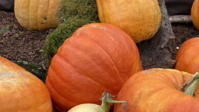 Cucurbitacées géantes 3 serres st martin courges