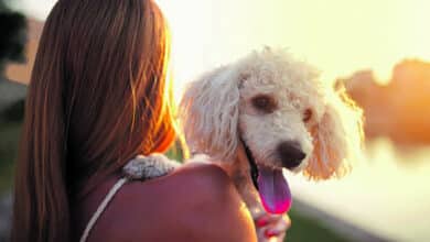 La SPA recherche des délégués-enquêteurs bénévoles au service des animaux 3 spa illustration avant