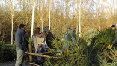 Venez acheter votre sapin de noël auprès de l'association pour la sauvegarde de Saint-Vrain ! 2 st vrain vente sapins