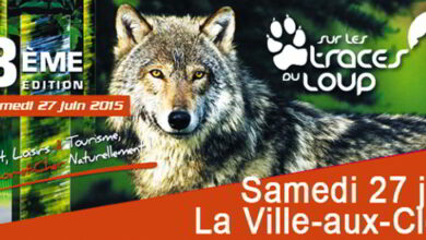 sur les traces du loup 2015