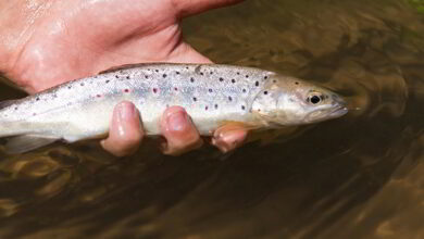 Ouverture de la Truite 2019 8 pêche de la truite