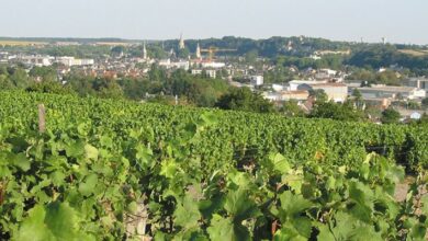 Les Vins du Coin