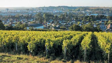 Forte gelée fin avril, le vignoble du département a trinqué dur! 36 vignoble