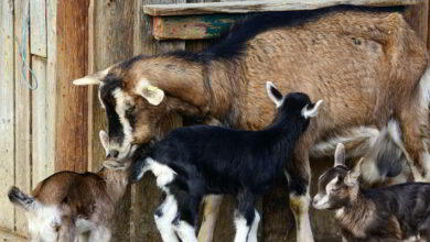 Le Perche, terre d’élevage 3 viande lait