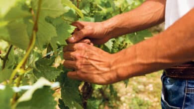 vigne agriculteur avant