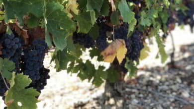 Vignes, Vins, Randos en Vendômois 11 vignes vins rando