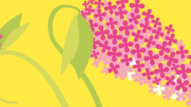 Marché aux plantes à Villetrun 15 Marché aux plantes ; Villetrun